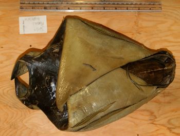 Media type: image; Ichthyology 36409